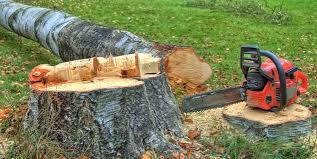Best Tree Risk Assessment  in Wapakoneta, OH