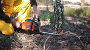 Best Stump Grinding and Removal  in Wapakoneta, OH