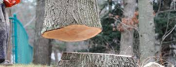 Best Tree Removal  in Wapakoneta, OH