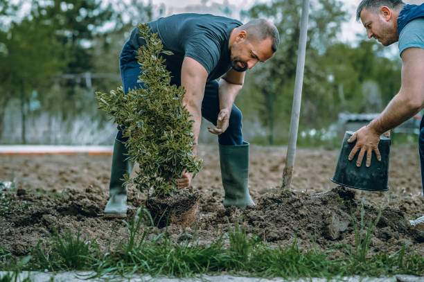 Best Fruit Tree Pruning  in Wapakoneta, OH