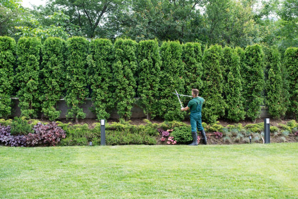 Best Lawn Drainage Solutions  in Wapakoneta, OH