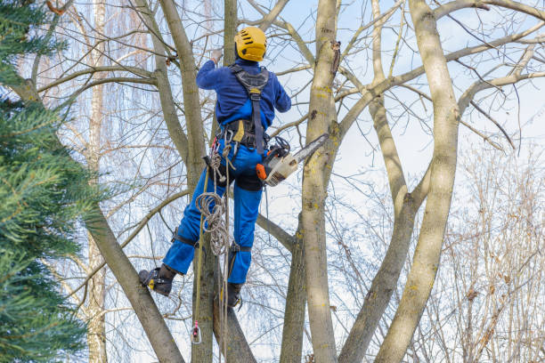 Trusted Wapakoneta, OH Tree Services Experts