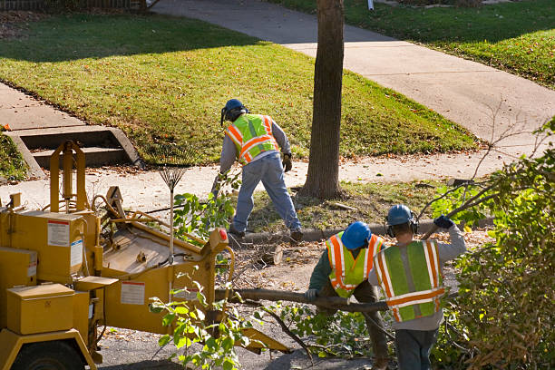 How Our Tree Care Process Works  in  Wapakoneta, OH