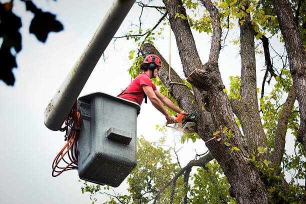 Best Tree Risk Assessment  in Wapakoneta, OH