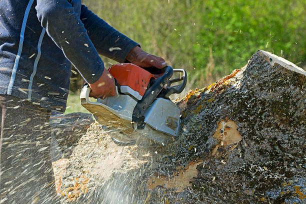 Best Tree and Shrub Care  in Wapakoneta, OH